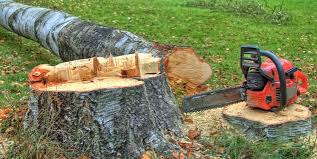 Best Lawn Maintenance Plans  in Timberwood Park, TX