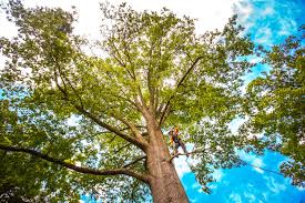 Leaf Removal in Timberwood Park, TX