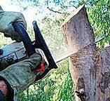 Reliable Timberwood Park, TX Tree Services Solutions