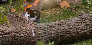 Best Lawn Irrigation Installation and Maintenance  in Timberwood Park, TX