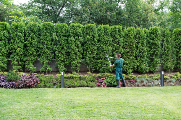 Best Tree Removal  in Timberwood Park, TX