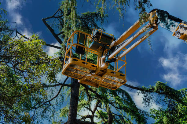 Best Aeration Services  in Timberwood Park, TX