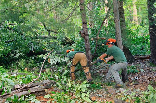 Best Landscape Design and Installation  in Timberwood Park, TX
