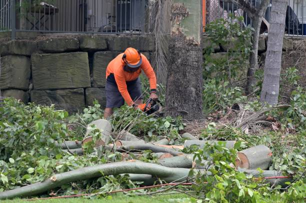How Our Tree Care Process Works  in  Timberwood Park, TX