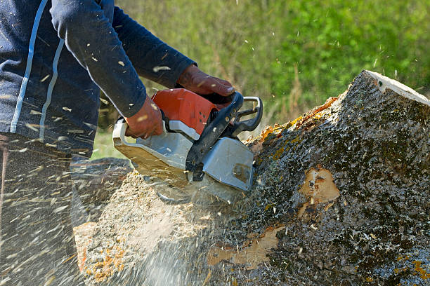 Best Commercial Tree Services  in Timberwood Park, TX